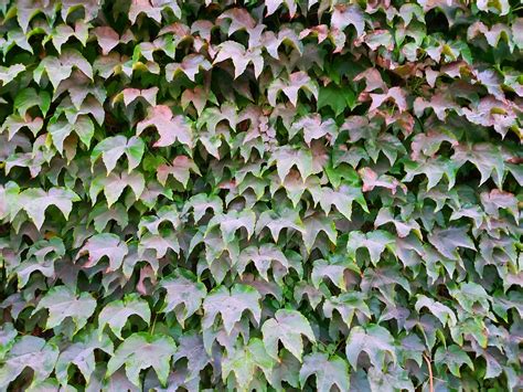 Autumn Ivy Leaves Free Stock Photo Public Domain Pictures