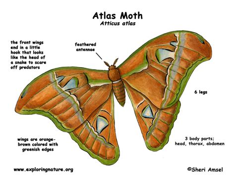 Moth Atlas Exploring Nature Educational Resource
