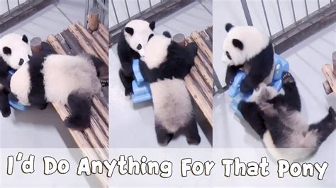Pandas Fight For Favourite Toys Just Like Human Babies Ipanda Youtube