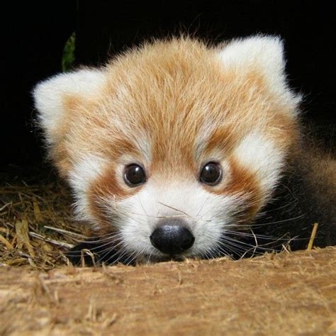 Baby Red Panda All Things Kawaii Pinterest Baby Red