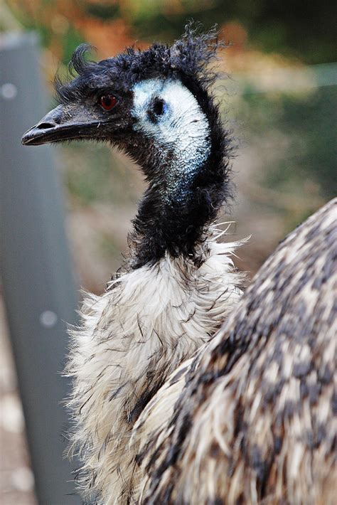At the core of emu is a database search engine which allows the researcher to find various speech segments based on the sequential and hierarchical structure of the utterances in which they occur. Emu (ptica) - Wikipedia
