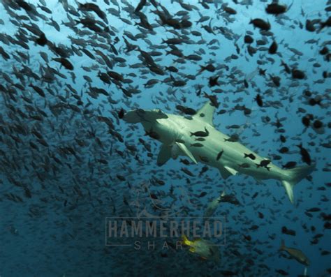 Are Hammerhead Sharks Aggressive Do They Attack People