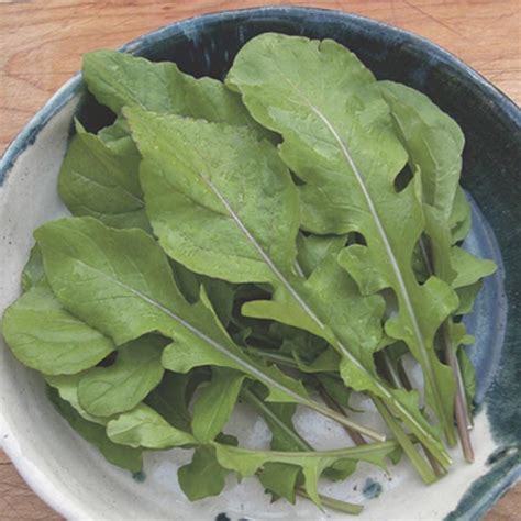 Arugula Rocket Salad Roquette Eruca Vesicaria Subsp Sativa