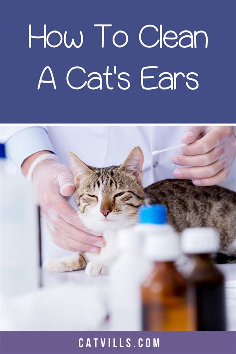 How To Clean Cats Ears Safely And Effectively Artofit