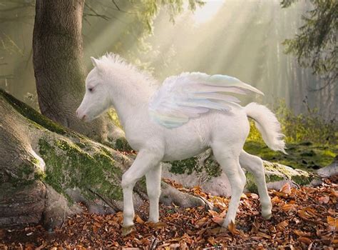 Sugarcane Pegasus Foal Mythical Creatures Art Fantasy Horses