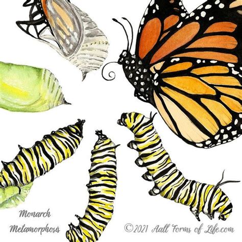 Monarch Metamorphosis Art Print Monarch Butterfly Etsy