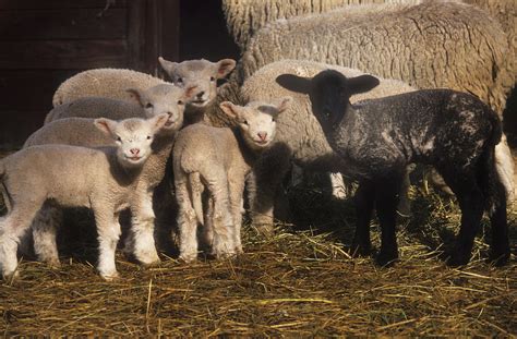 Lambs Five Heads Six Bodies Photograph By Jerry Shulman