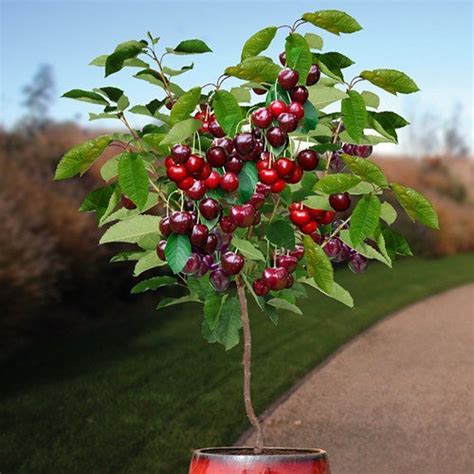 Dwarf Patio Cherry Tree X 20 Seeds Etsy