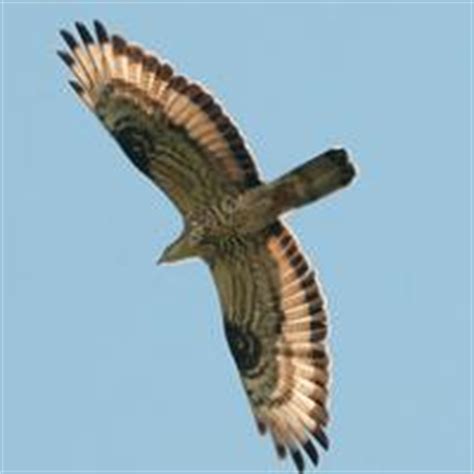 96,4 % des flamands, 98,1 % des néerlandais. Ruigpootbuizerd | Welke vogel is dit