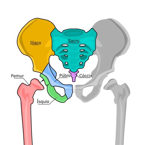 Cóccix Localização Funções Ilustração Anatomia Do Corpo Humano