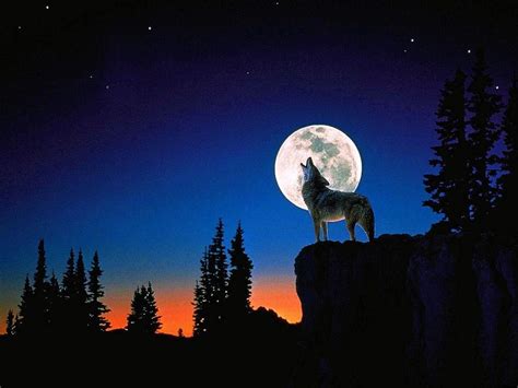 Wolf In Moonlight Wallpapers Wolf Wallpaperspro