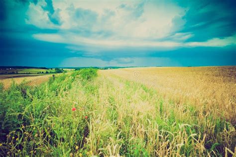 Vintage Photo Of Storm Clouds Over Wheat Field Stock Image Image Of