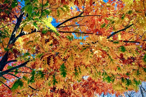 Photo Leaf Autumn Nature Branches Closeup