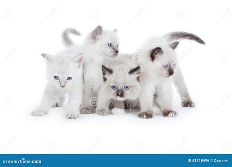 Cute Ragdoll Kittens Stock Photo Image Of Species Portrait 43218496