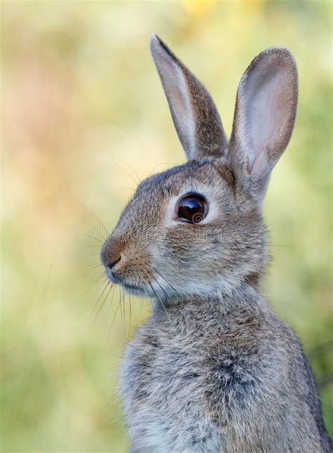 Wild Rabbit Portrait Of Wild Rabbit In Meadow Shadow View Ad