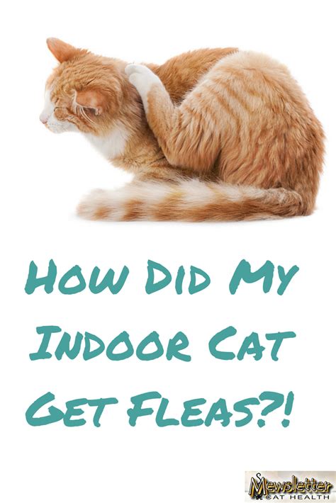 How Can Inside Cats Get Fleas Cat Meme Stock Pictures And Photos