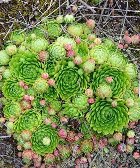 Sure, succulents have the appeal of being compact for a larger part. 67 Types Of Succulents With Pictures | Details & Care Tips ...