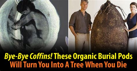 Bye Bye Coffins These Organic Burial Pods Will Turn You Into A Tree When You Die The Most