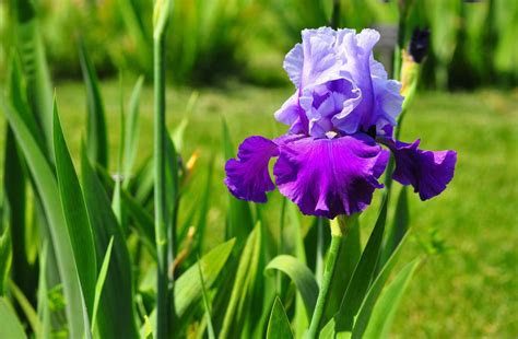 Beautiful Flowers Irises In The Park Wallpapers And Images Wallpapers