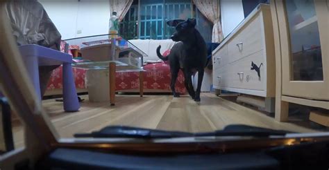 Manage your video collection and share your thoughts. Gopro9加上2.4G仿真遙控車(模擬天竺鼠車車視角) - Mobile01