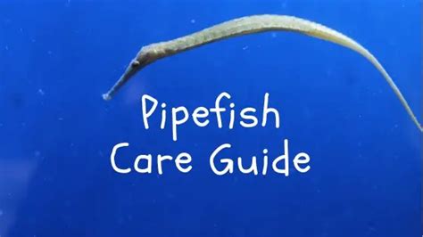 Pipefish Care Guide Description Facts And Compatibility