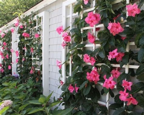 We offer zone 5 perennials that thrive in full sun or shade, partial shade, or alongside roads and walkways that are salted in the winter. Bring the Tropical Mandevilla Flower into Your Garden ...