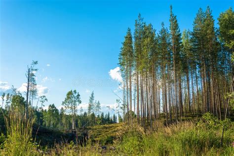 Tall Slender Pine Trees On The Blue Sky Background Stock Photo