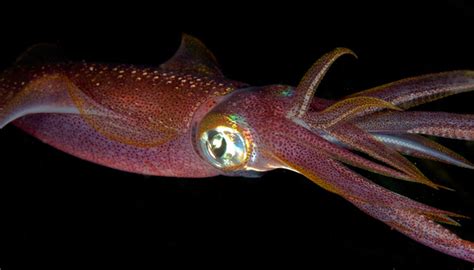 Giant squids can be more than 40 feet long, if you measure all the way out to the tip of their two long feeding tentacles. You Won't Believe How Big Giant Squid Get - The Fuzzy Puffin