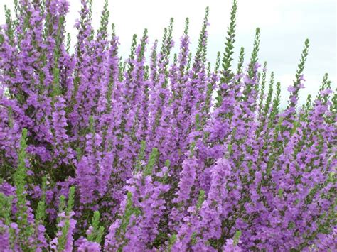 Purple blue flowering bush identification. The 25+ best Purple flowering bush ideas on Pinterest ...
