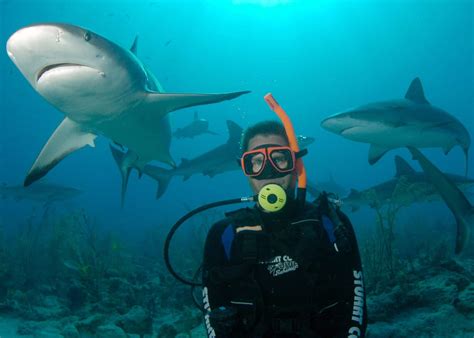 Nassau Shark Dive Diver Bahamas Cruise Excursions