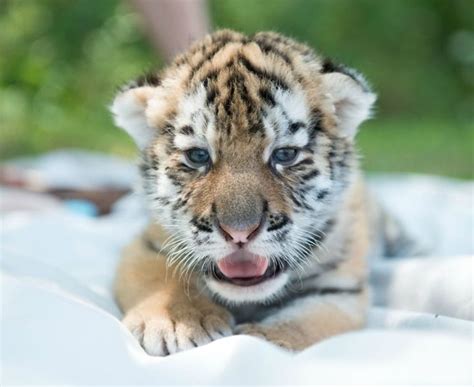 Pin By Denise Emy Shirane On Cute Cute Tiger Cubs Columbus Zoo
