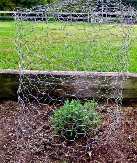 How To Make A Chicken Wire Garden Cloche Fresh Eggs Daily® With Lisa