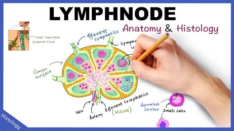 Lymph Node Gross Anatomy