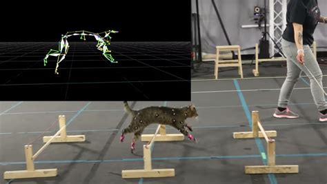 Watch Motion Sensors Capture Cats Movements For Animation