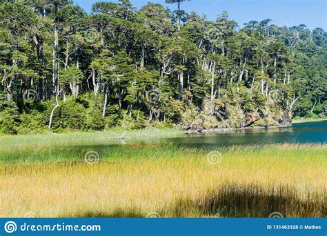 Lago Verde Lake In National Park Huerquehue Stock Photo Image Of Calm