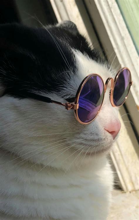 Uber Cool Pet Sunglasses Gato Com Oculos Gatos Legais Gatos Estranhos