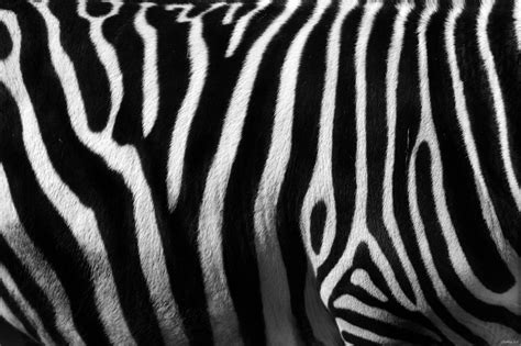 TEXTURES Black And White Posters Zebra Zebras