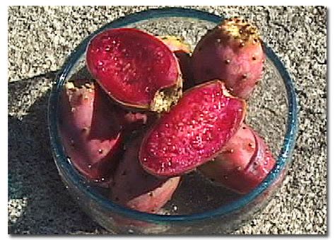 Photography by douglas merriam prickly pear pads and fruits are enchanted edibles—a gourmet chef's delight—and. Prickly Pear Jelly & Marmalade Recipes using Prickly Pear ...
