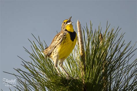 Eastern Meadowlark Singing Its Heart Out Canon Rf 800mm F1 Flickr