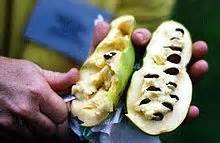 The fruit of premium pawpaw seed. Asimina triloba - Wikipedia