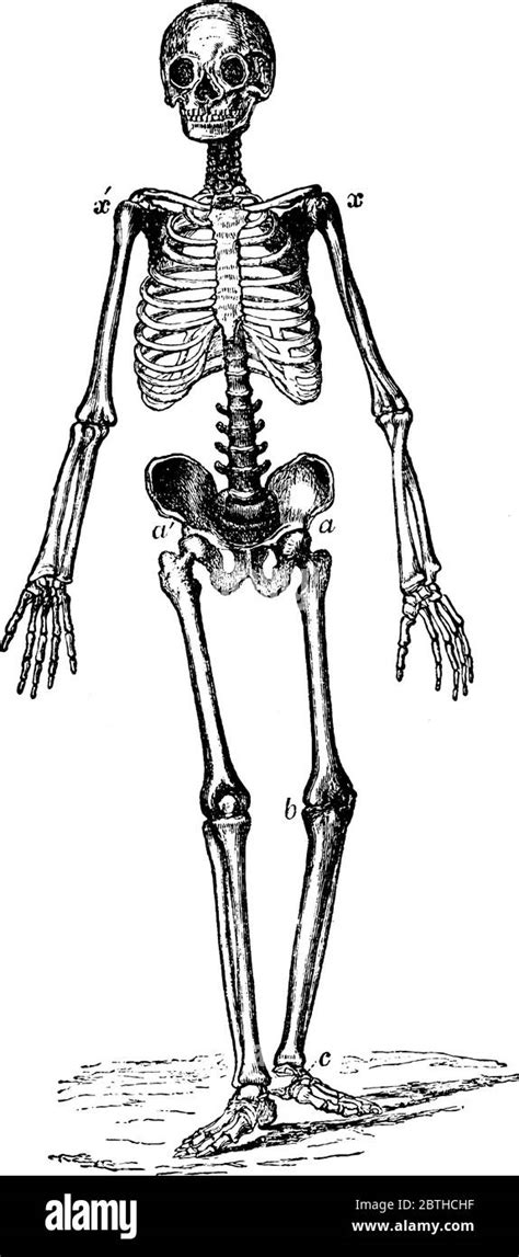 Skeleton Of Man With Skull Bone Limbs Bones And Central Body Bones