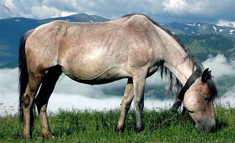 carpathian pony