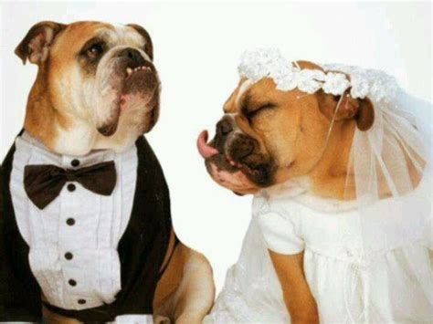 More from vogue the bride wore sabyasachi couture for her intimate wedding weekend in napa valley Pin by Kennyta Strickland on Bulldogs | English bulldog lover, Dog tuxedo, Dog wedding attire