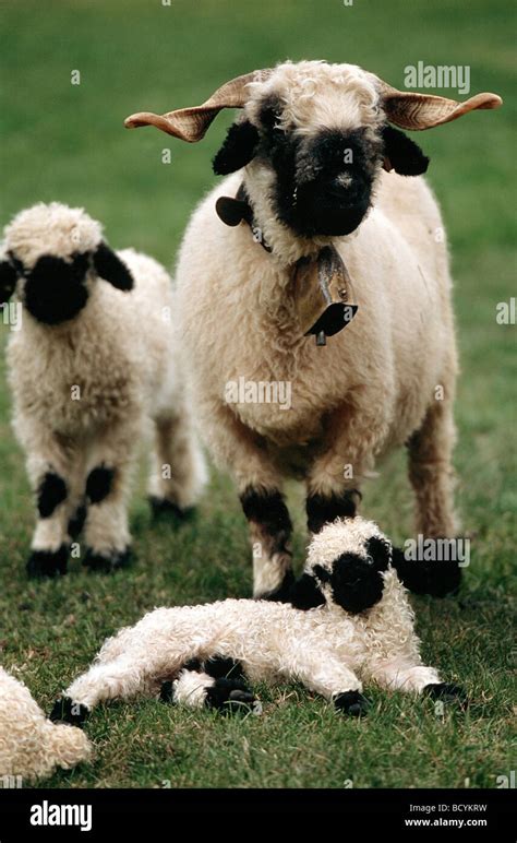 Sheep With Lambs Stock Photo Alamy