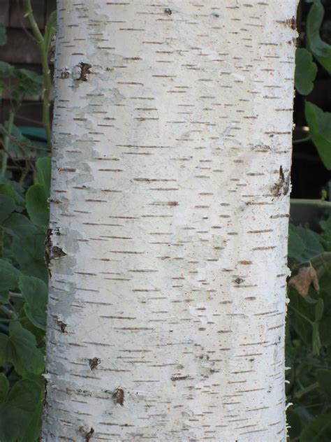 Free Birch Tree Bark 1 Stock Photo