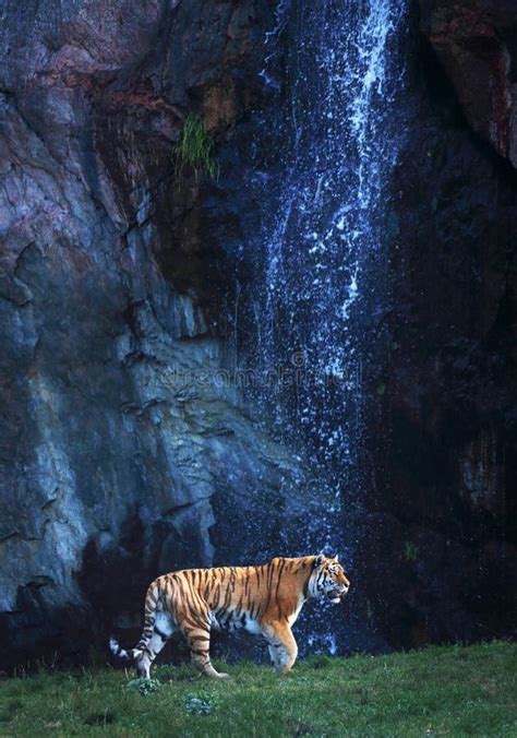 Tiger With Waterfall Stock Image Image Of Forest Beautiful 70416541