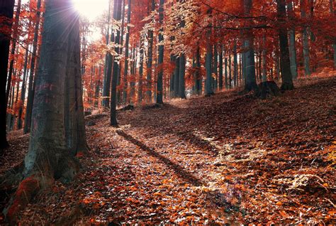 Forest 1080p Sun Rays Sun Rays Autumn Fallen Leaves Hd Wallpaper
