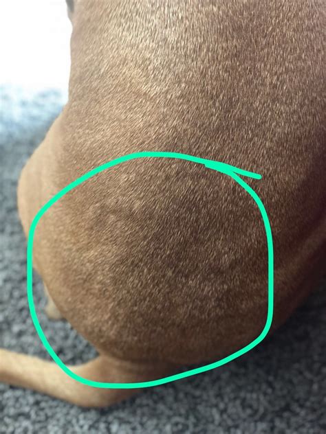 Why Does My Dog Have Bumps All Over