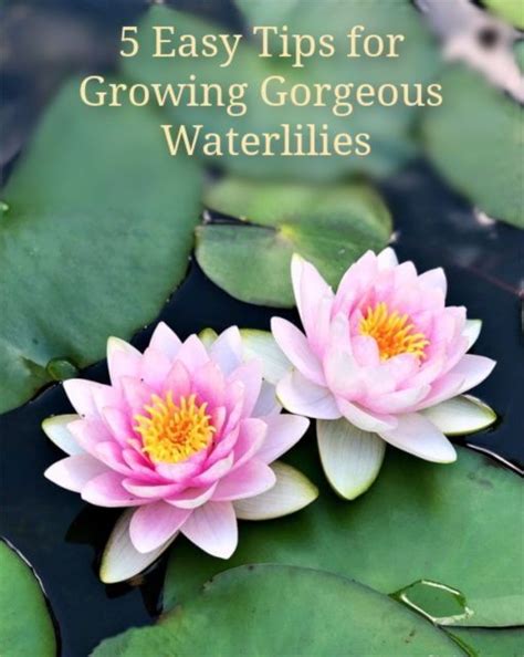 5 Easy Tips For Growing Gorgeous Water Lilies Grow Gorgeous Water