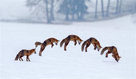 Red Fox Hunting In Snow